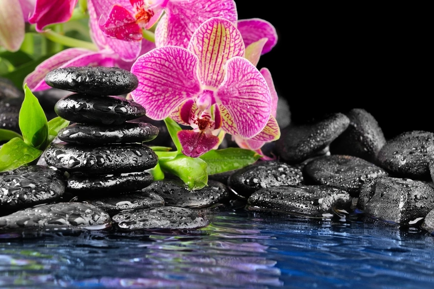 Image: Flowers, Orchid, stones, water, spray, drops