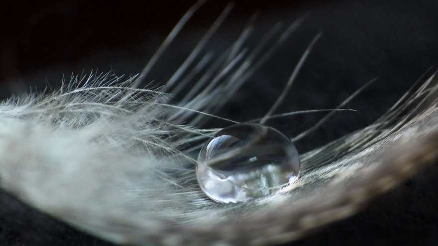 A drop of water on the feather