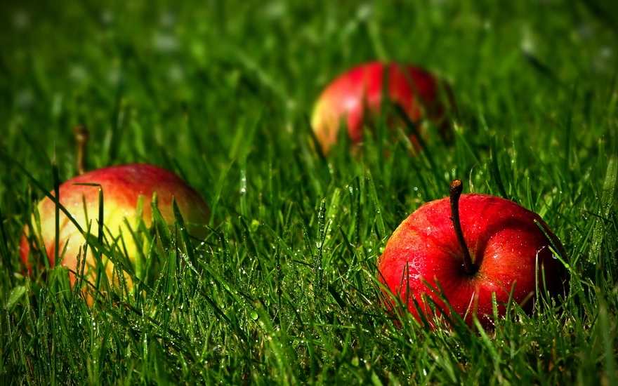 The apples lying on the grass