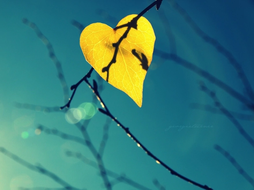 Осенний жёлтый лист в форме сердечка на фоне неба