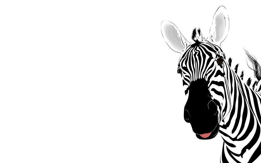 Зебра на белом фоне