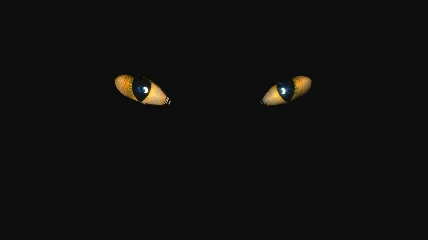 Cat eyes in the dark