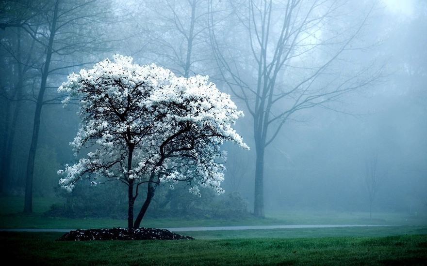 Цветущее дерево в туманном лесу