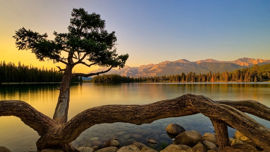 Дерево растёт в разные стороны на камнях, у берега озера