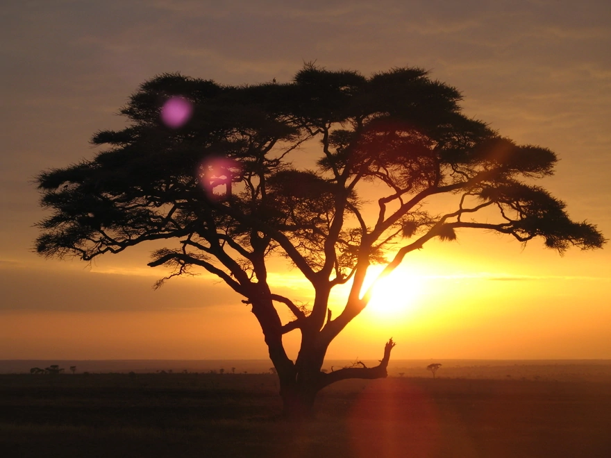 Дерево в Африке