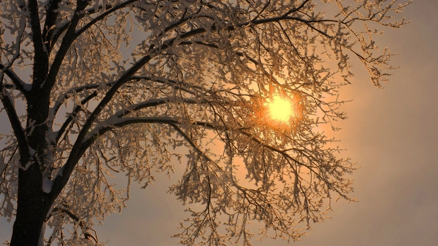 The sun shines through the snowy branches