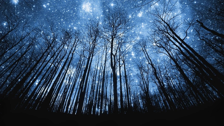 Сияние звёздного неба среди стволов деревьев