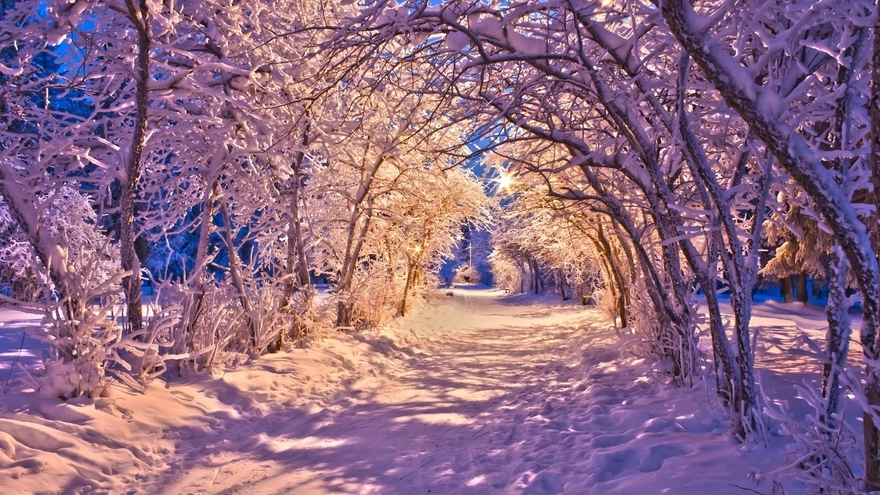 Свет от фонарей падает на деревья и освещает снежную дорожку