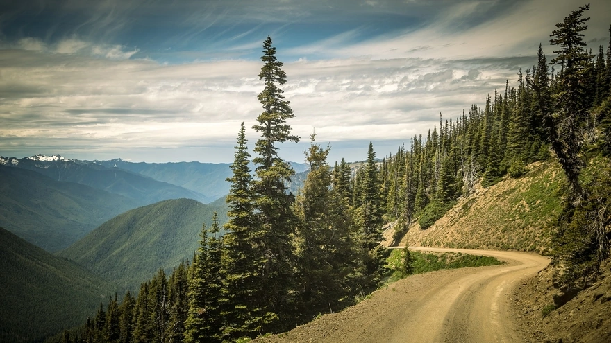 Mountain road through coniferous forest