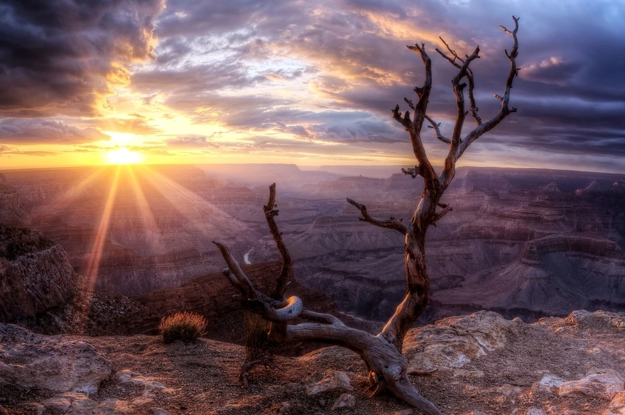 Image: Grand Canyon, horizon, sun, sky, clouds, tree, branches, dry