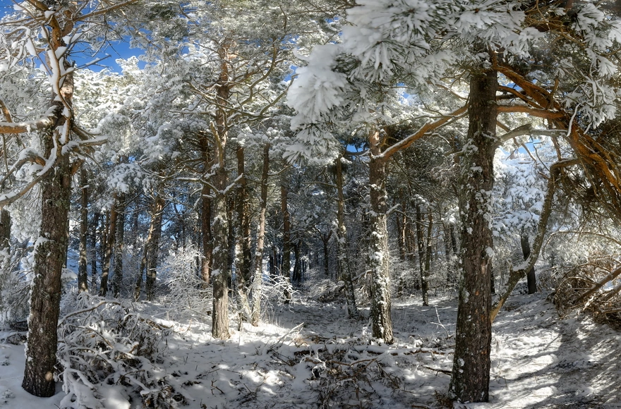 Солнечный день в снежном лесу