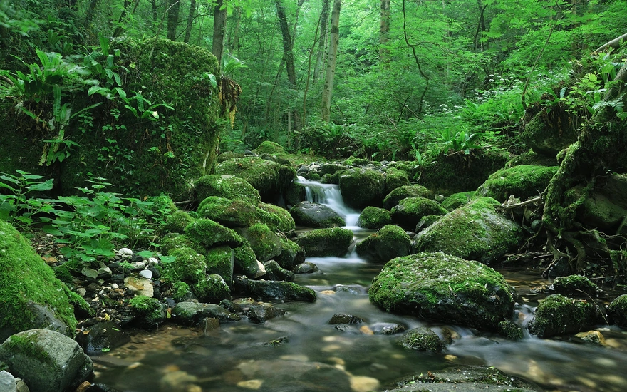 Естественный мини-водопад в лесу