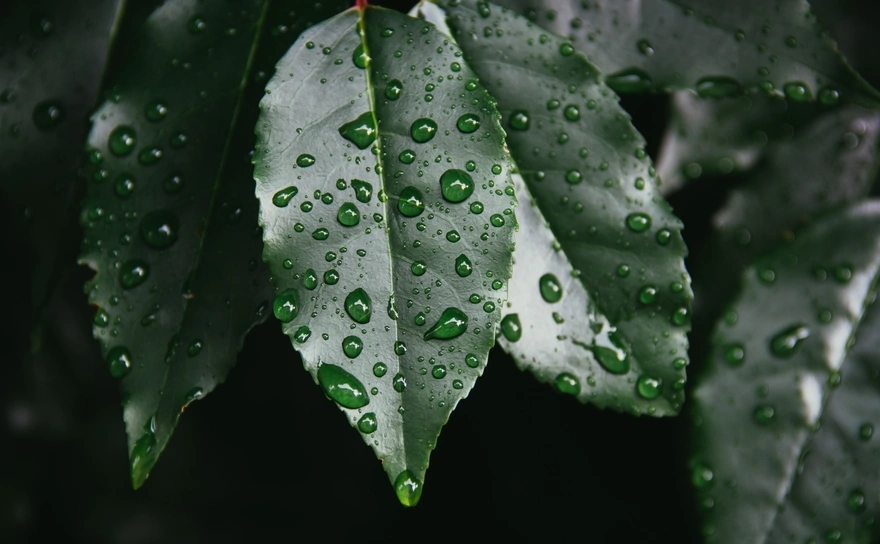 Капли от дождя на листьях