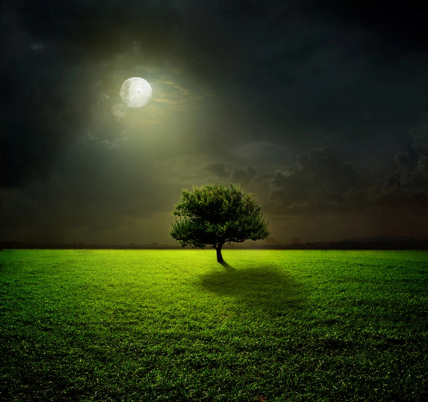 Яркая луна освещает одинокое дерево в поле