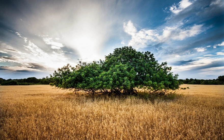 Solitary tree in a field