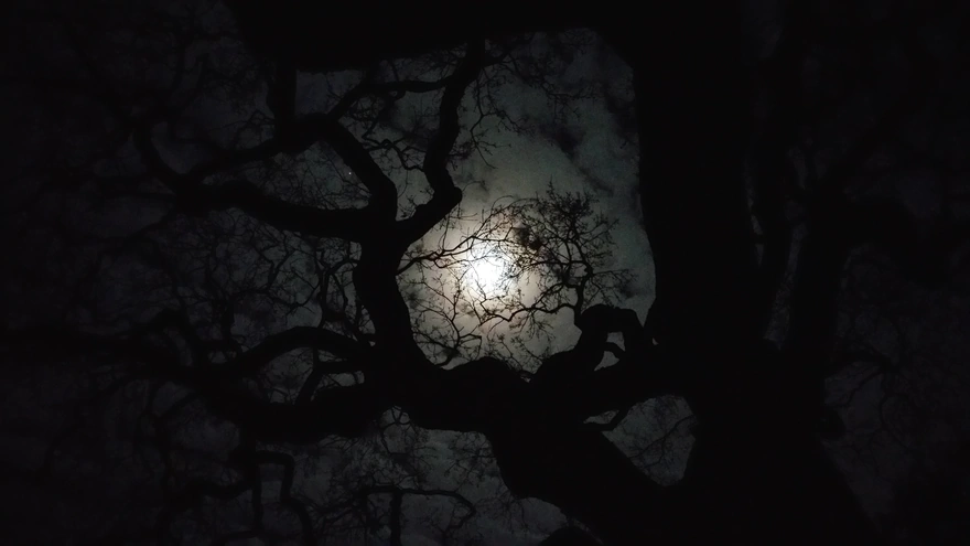 Ночной свет от луны пробирается сквозь облака и кроны деревьев