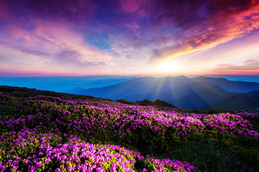 Цветы и красивый рассвет на горизонте