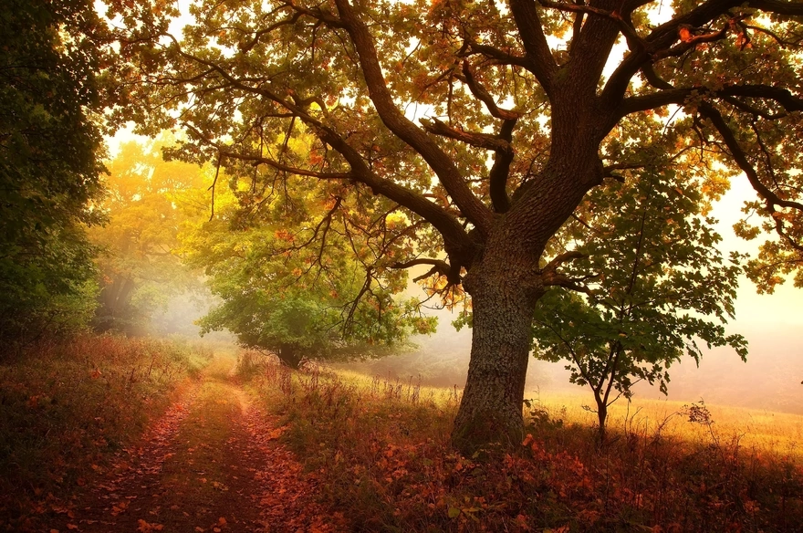 Дорожка в лесу усыпана осенними листьями