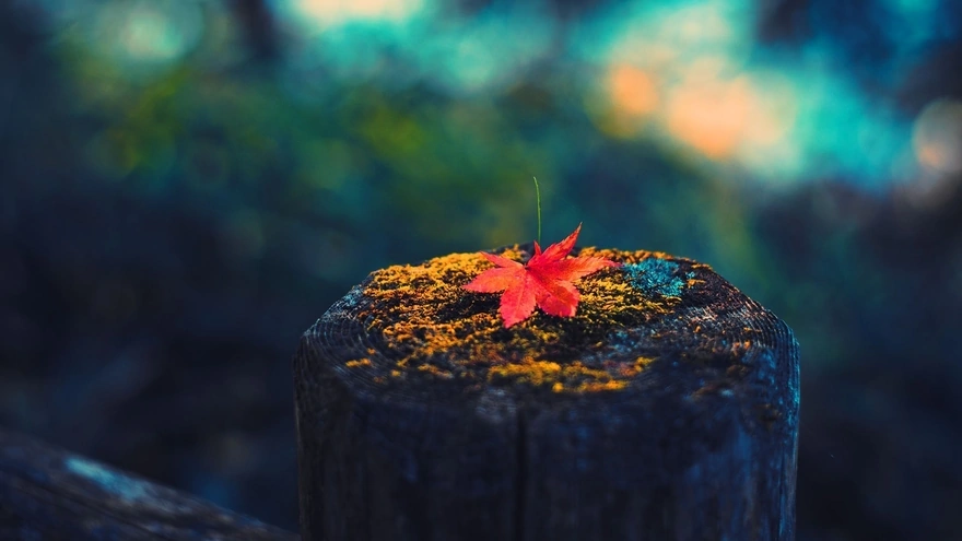 Осенний листик одиноко лежит на пне