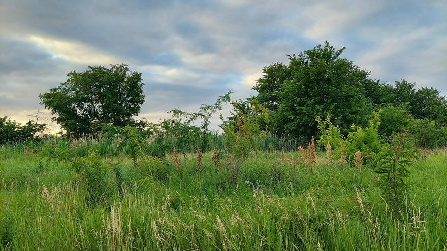 Пейзаж, станица петровская, луг