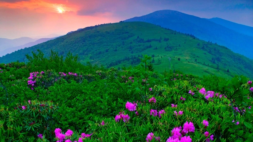 Flowers against the background of green mountains