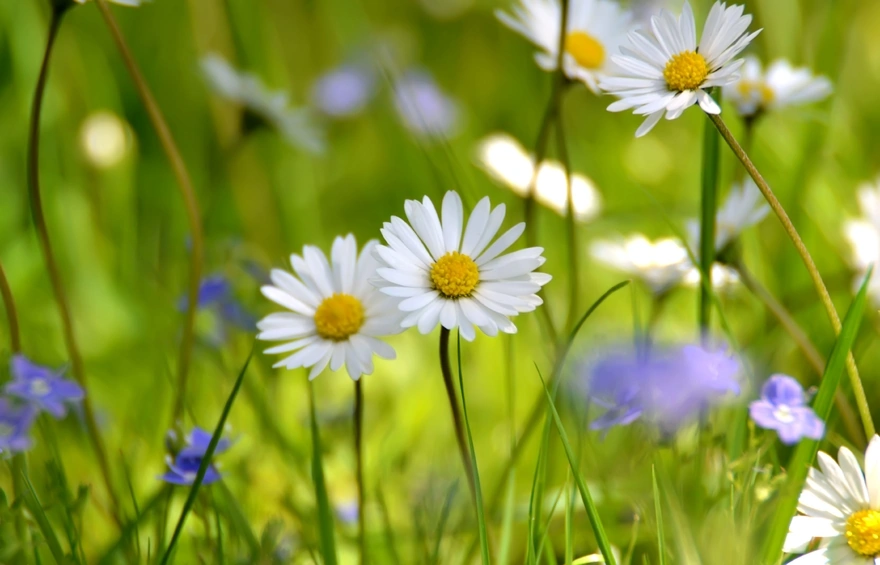White daisies in a meadow in the field