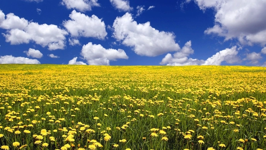 Image: Glade, field, dandelions, yellow, flowers, grass, sky, clouds, day, summer