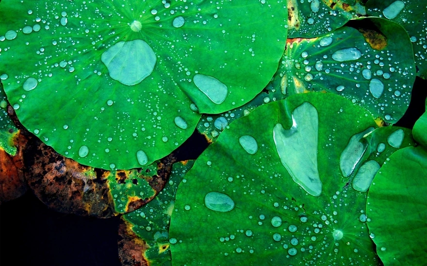 Капли воды на листьях Лотоса