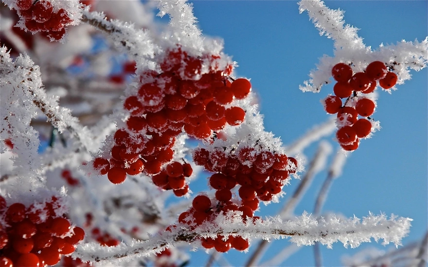 Red rowan in frost