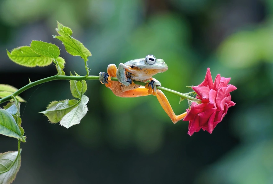 Frog is sitting on the stem of the rose
