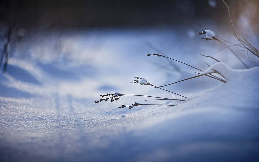 Blades of grass in the snow