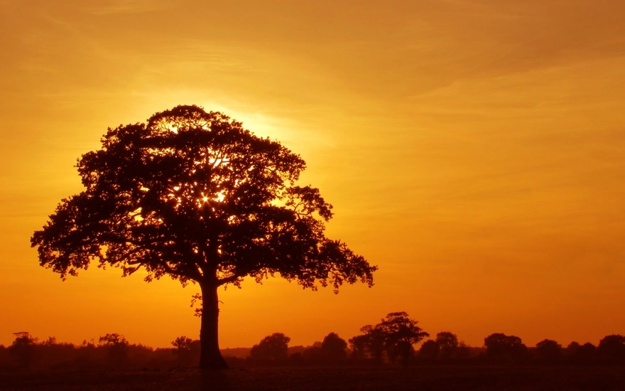 Lonely tree at sunset
