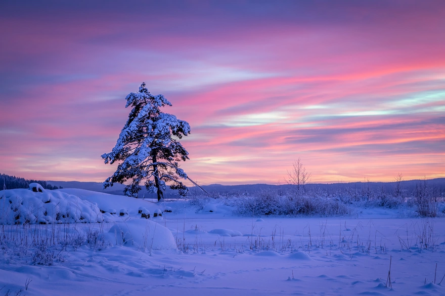 Одинокое дерево зимой в снегу