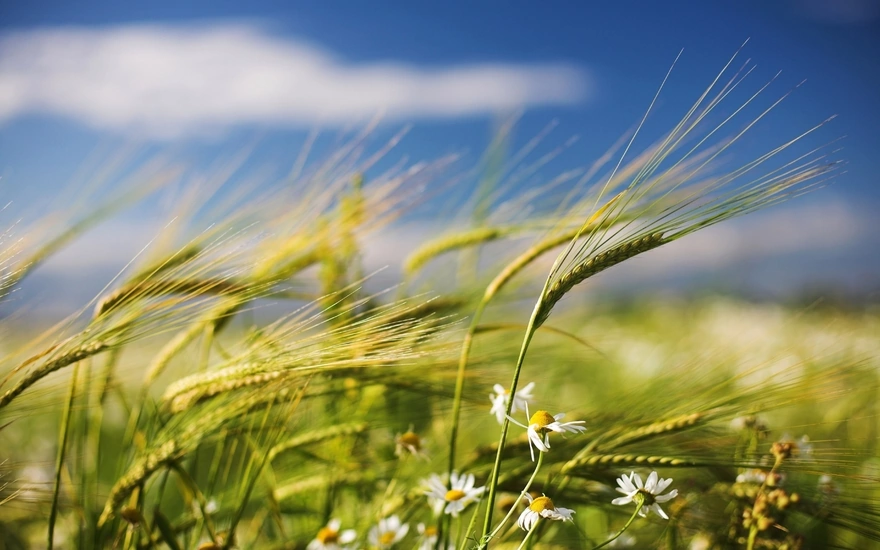 Пшеница  и ромашка в поле крупным планом