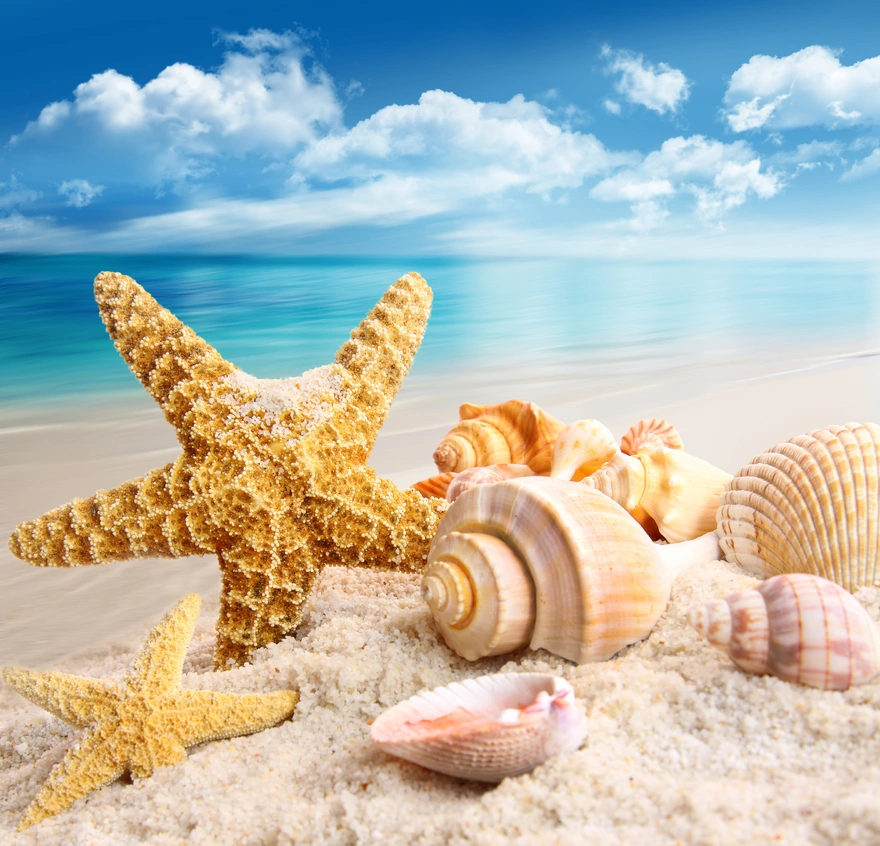 Seashells by the sea