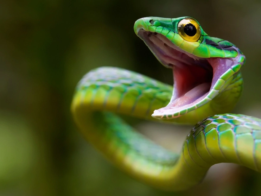 Зелёная змея с открытой пастью