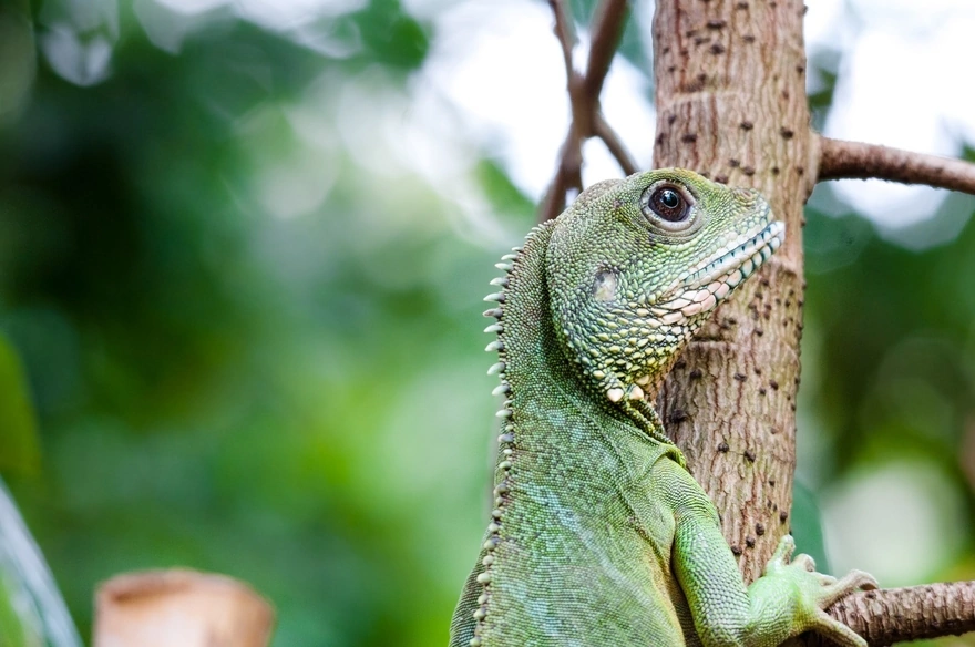 Green iguana crawling on a branch