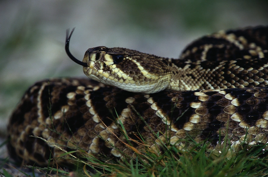 Гремучая змея высовывает язык для поиска добычи