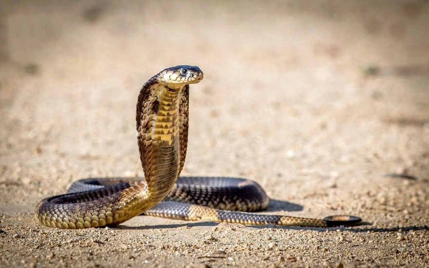 King Cobra Photos Download The BEST Free King Cobra Stock Photos  HD  Images