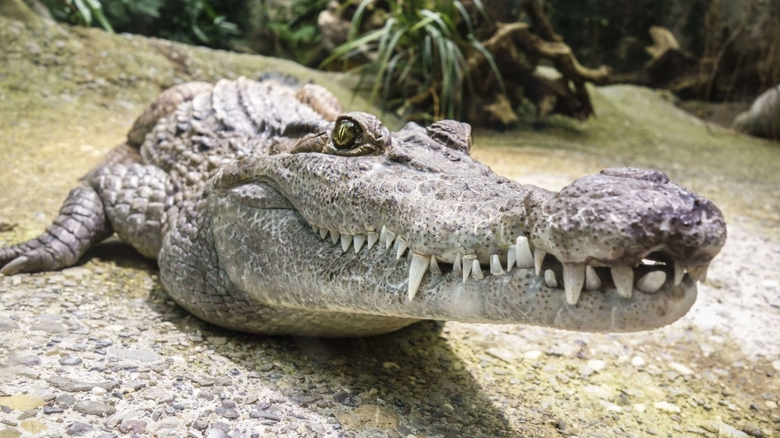 Toothy crocodile
