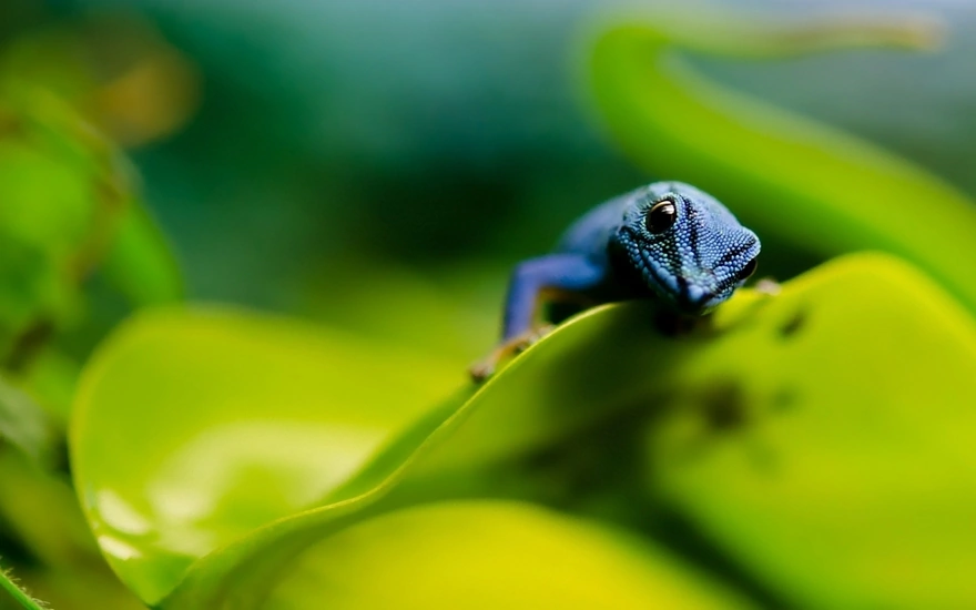 Голубой геккон на краешке листа