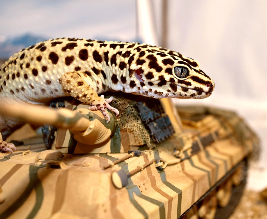 Геккон сидит на игрушечном танке
