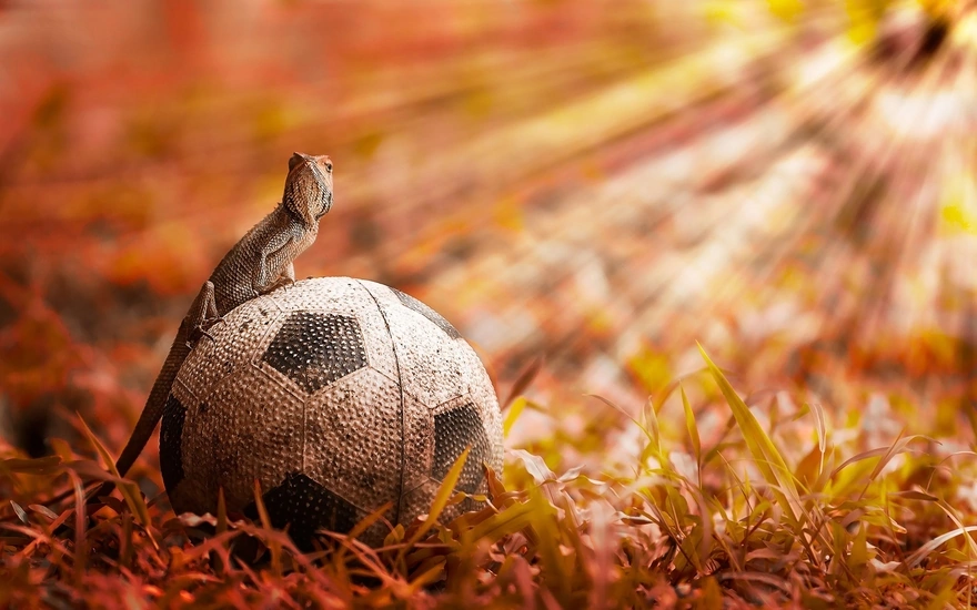 Ящерица сидит на футбольном мяче