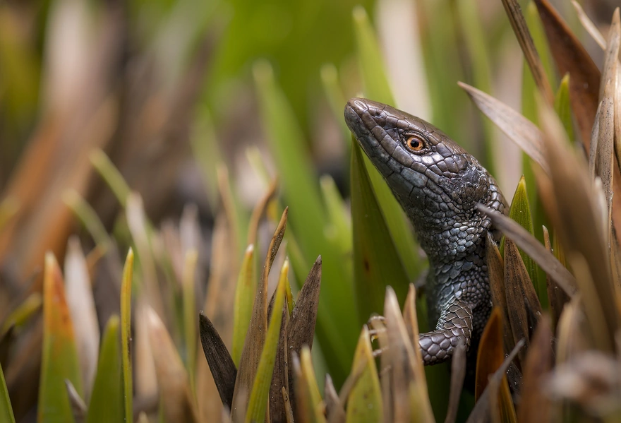 Image: Lizard, eyes, scales, grass, blur