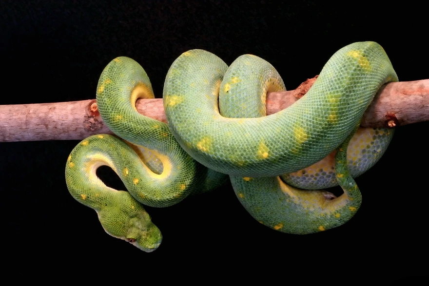 Green tree boa wrapped around a branch