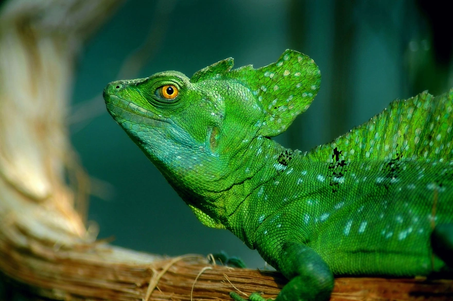 Зелёная ящерица василиск