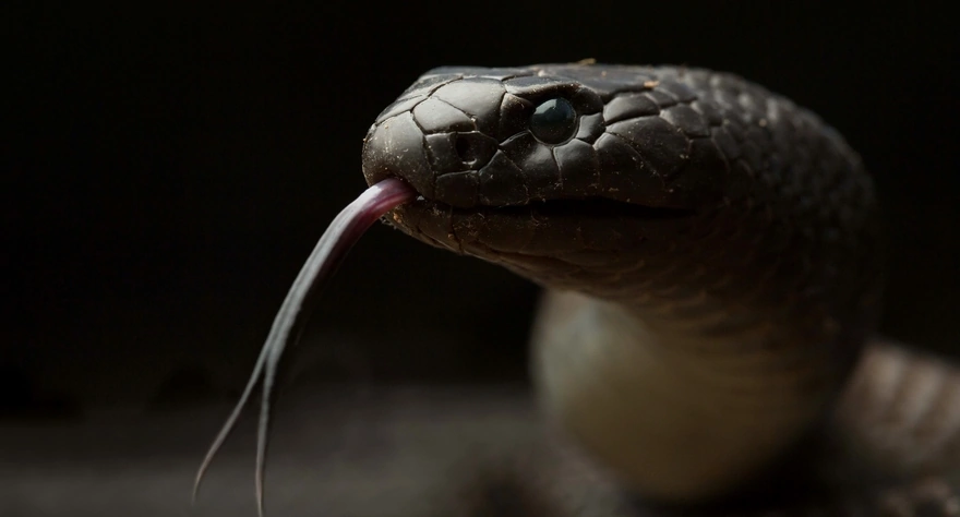 Голова змеи и её язык