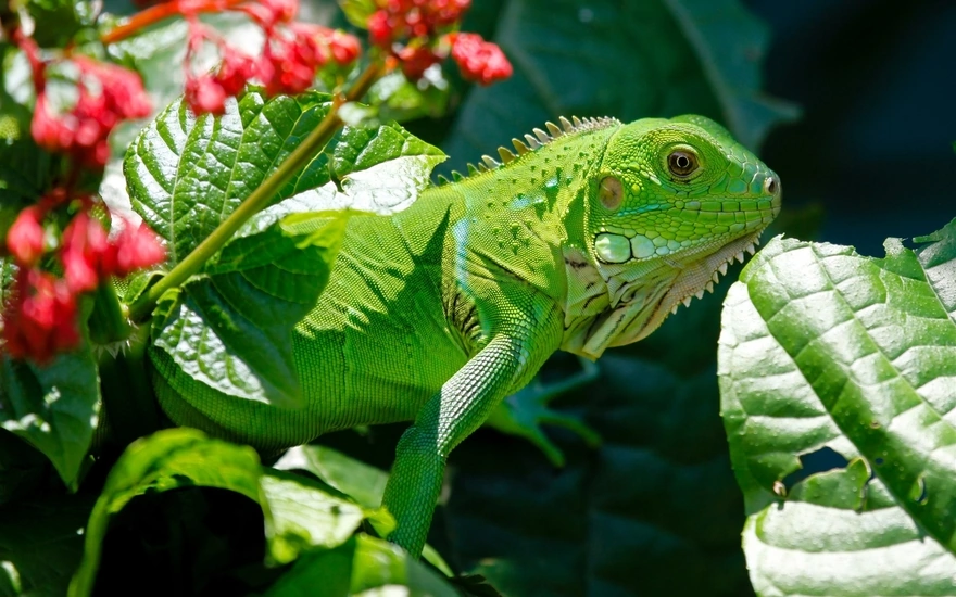 A green iguana basks in the sun