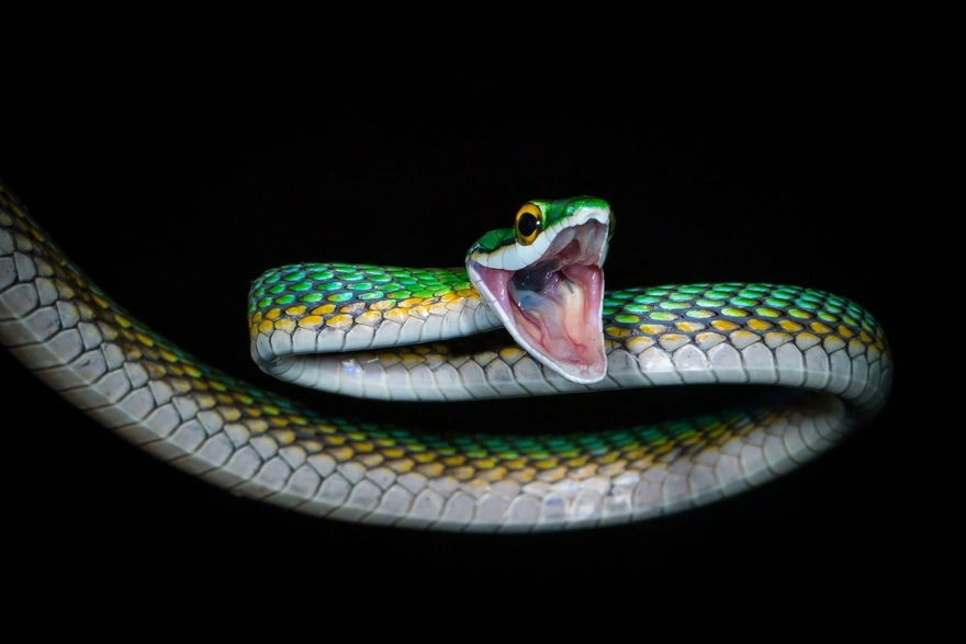 Зелёная змея раскрыла пасть