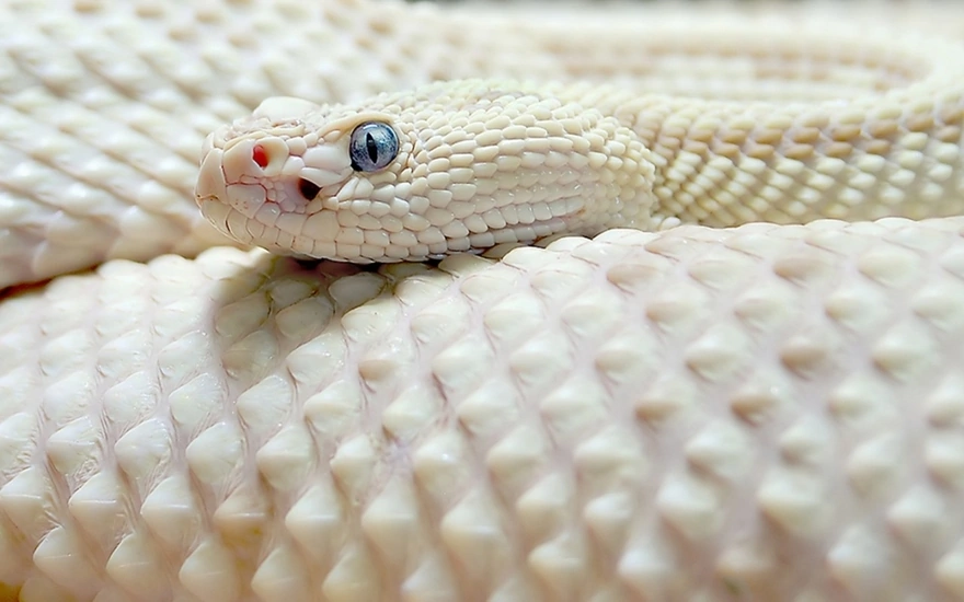 Белая чешуйчатая змея
